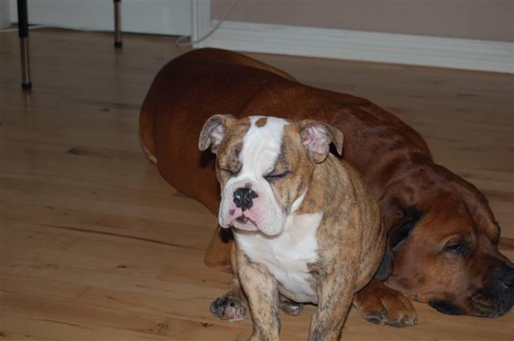 Engelsk bulldog Carla billede 10