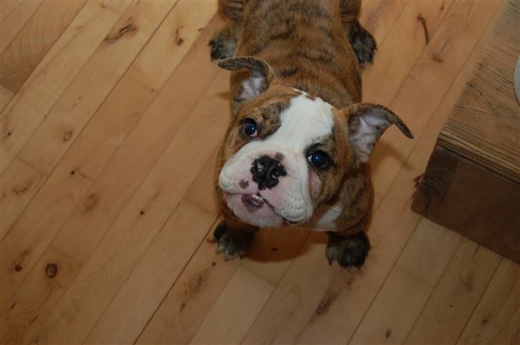 Engelsk bulldog Carla billede 11