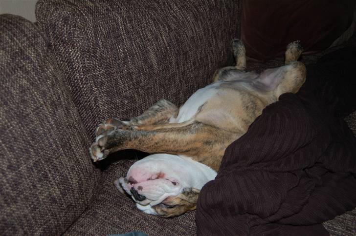 Engelsk bulldog Carla billede 12