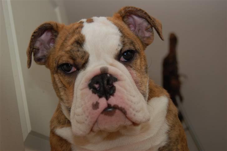 Engelsk bulldog Carla billede 13