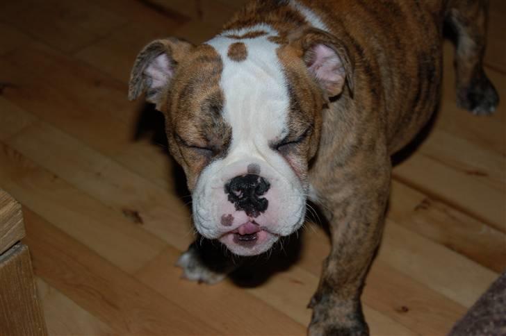 Engelsk bulldog Carla billede 14