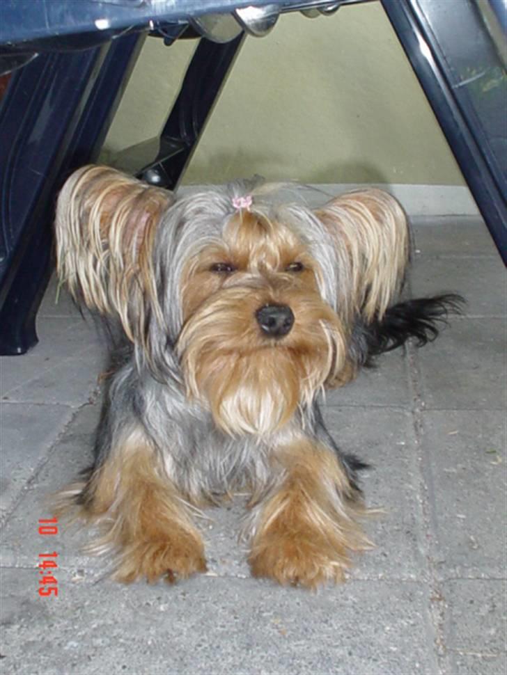 Yorkshire terrier KENZO billede 17