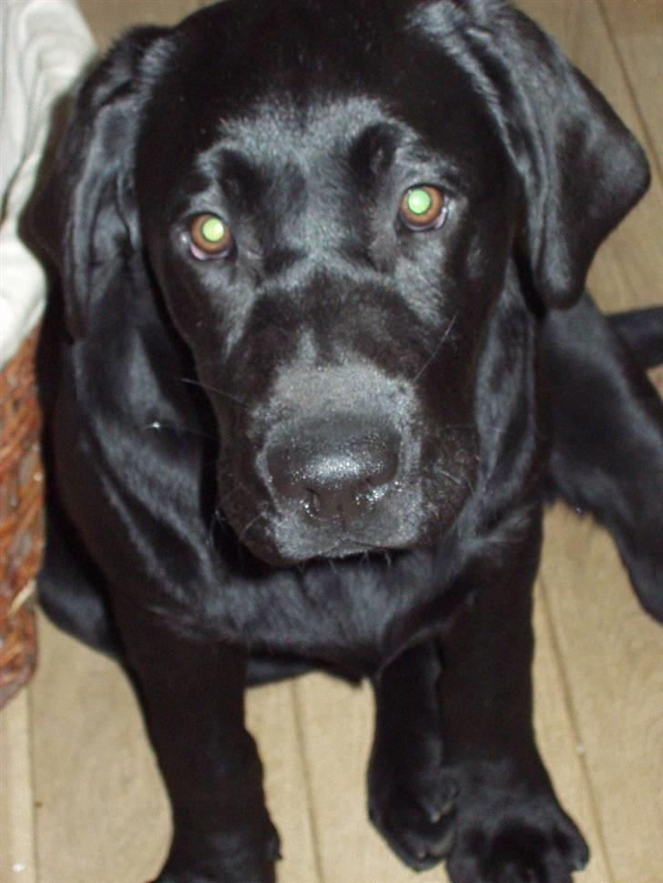 Labrador retriever Anky - Hvem sagde hundeøjne?? :oP billede 7