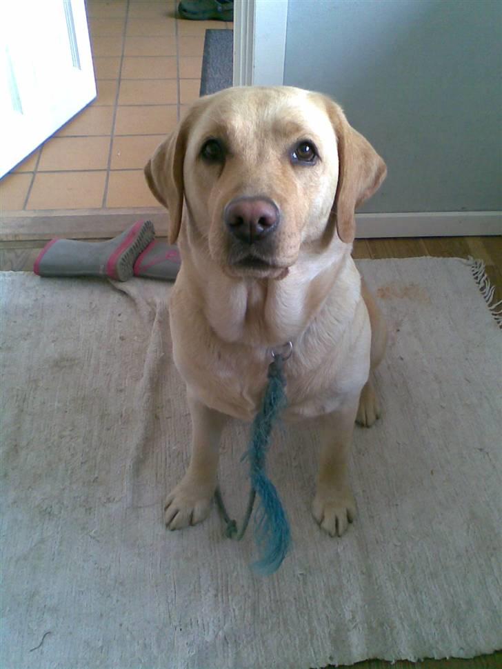 Labrador retriever Tana - *NYT* "Hva laver du?" billede 7