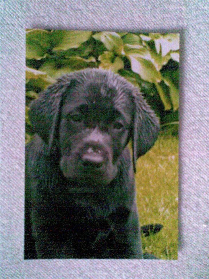 Labrador retriever Anky billede 8