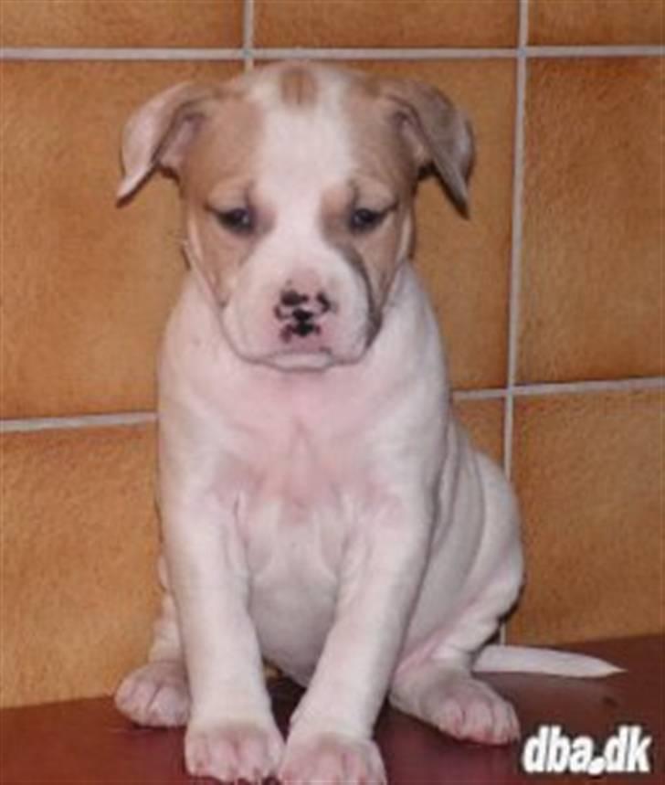 Blanding af racer INKA - Her er jeg ca 6 uger gammel, og det her billede fik mig til jylland og skal vokse op :-) billede 1