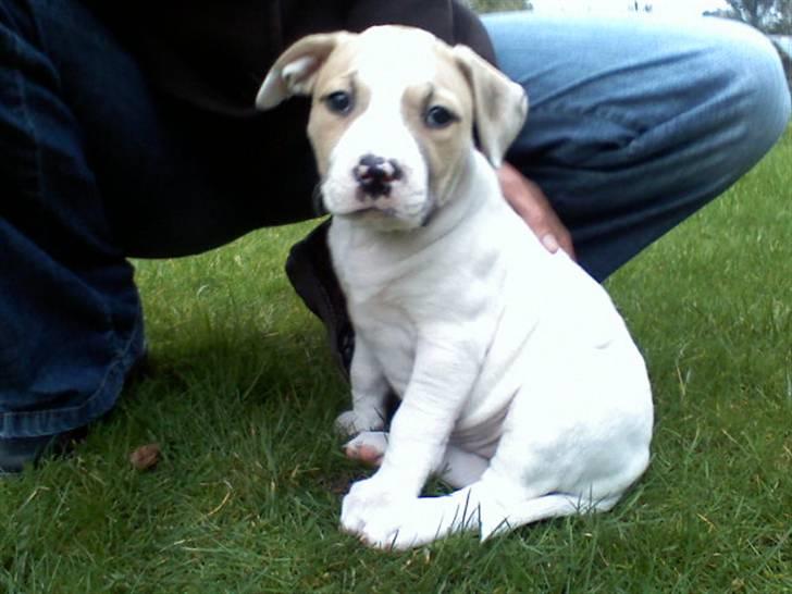 Blanding af racer INKA billede 2