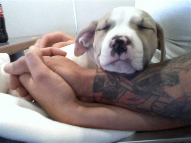 Blanding af racer INKA billede 3