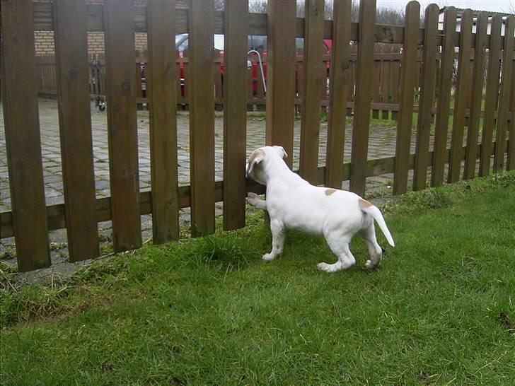 Blanding af racer INKA billede 4