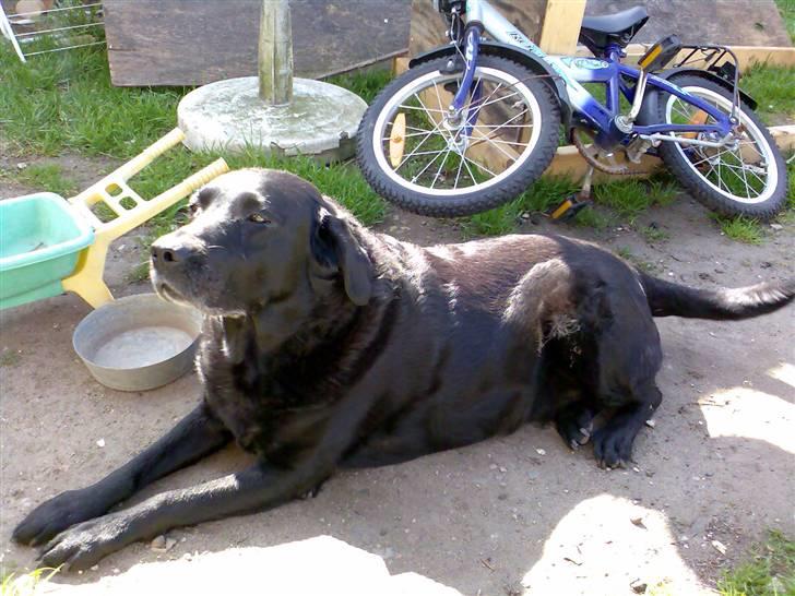 Labrador retriever Dina - Det er super dejligt at ligge her og nyde solen.... billede 1