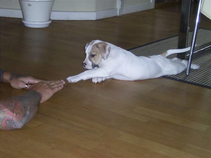 Blanding af racer INKA billede 5