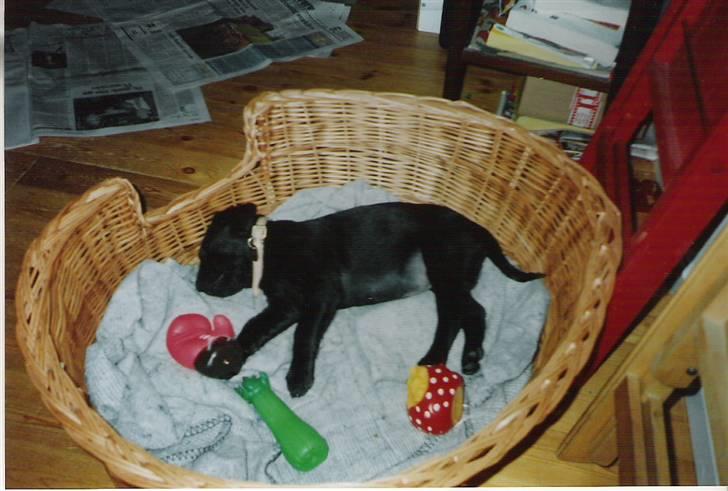 Labrador retriever Dina - Så lille har jeg været engang. Puha!!! det er snart 12 år siden. billede 2