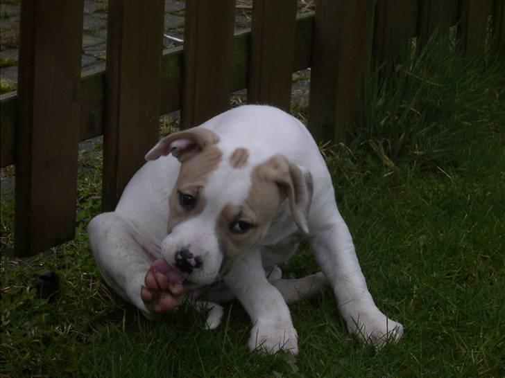 Blanding af racer INKA billede 6