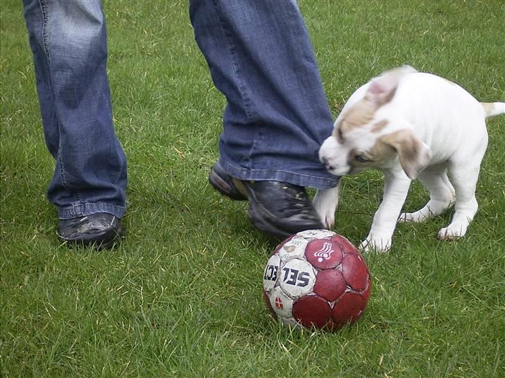 Blanding af racer INKA billede 7