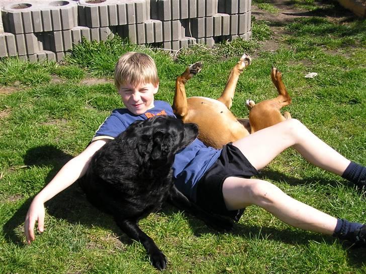 Labrador retriever Dina - Lidt leg er altid sjovt. billede 3