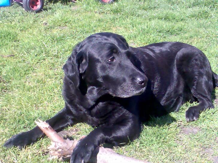 Labrador retriever Dina - Det er min pind....... billede 4