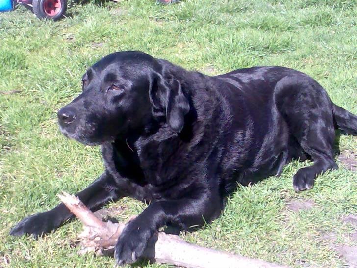 Labrador retriever Dina - det stadig min pind...... billede 5