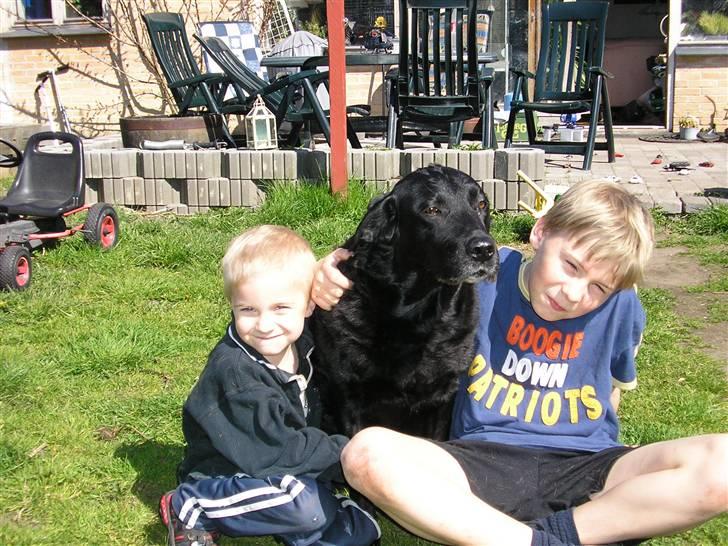 Labrador retriever Dina - Man må vel hellere stille op til gruppe billede. billede 6