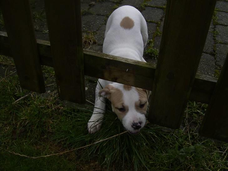 Blanding af racer INKA billede 8