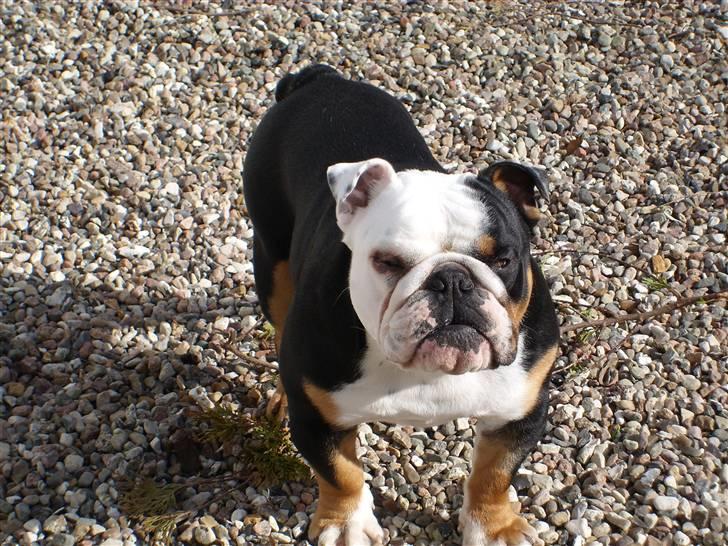 Engelsk bulldog buster billede 12