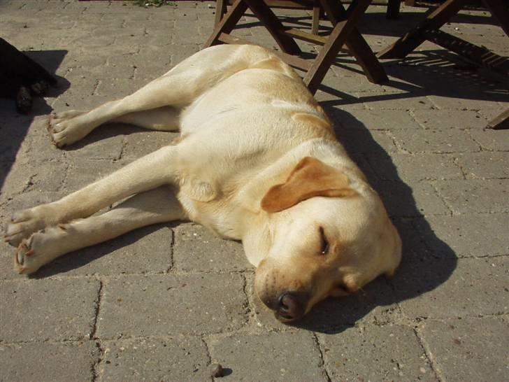 Labrador retriever Tana - dejligt at dase i solen.. billede 8