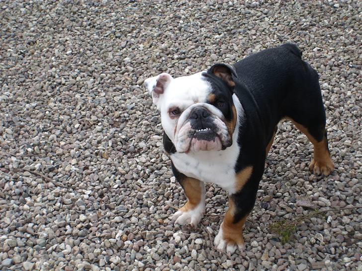 Engelsk bulldog buster billede 13