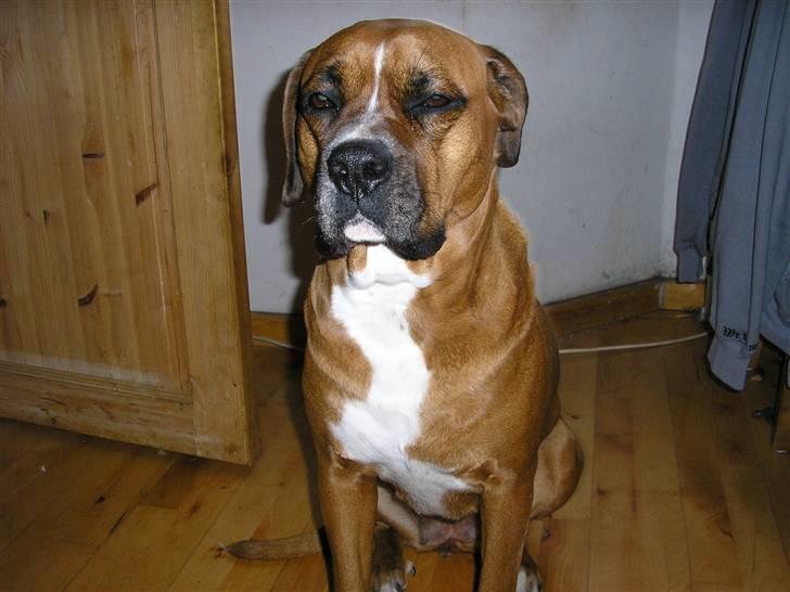 Blanding af racer Janet - Er jeg ikke dejlig... billede 1