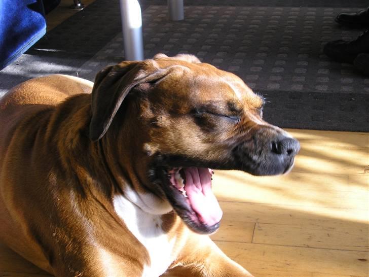 Blanding af racer Janet - GAAAAB. billede 2