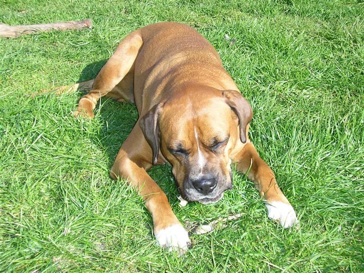 Blanding af racer Janet - Uuhmm det en god pind denne her. billede 3