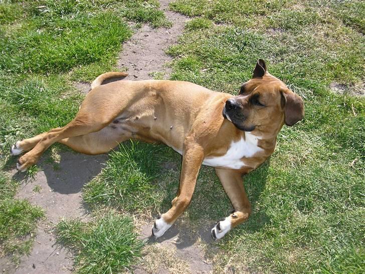 Blanding af racer Janet - Tid til afslapning. Men på vagt alligevel billede 4