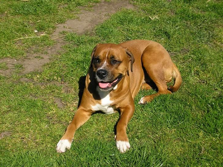 Blanding af racer Janet - Puha det er hårdt at løbe rundt i den varme. billede 5