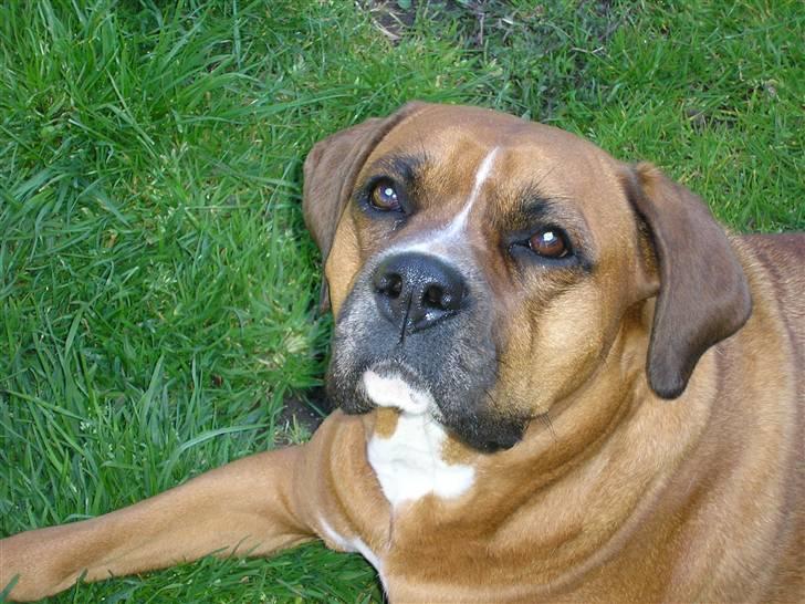 Blanding af racer Janet - Hej her er jeg. billede 7