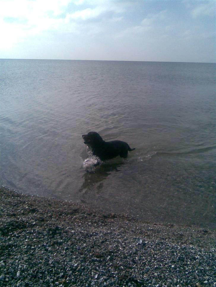 Rottweiler joejoe + 8-02-2010 - jeg elsker stranden billede 3