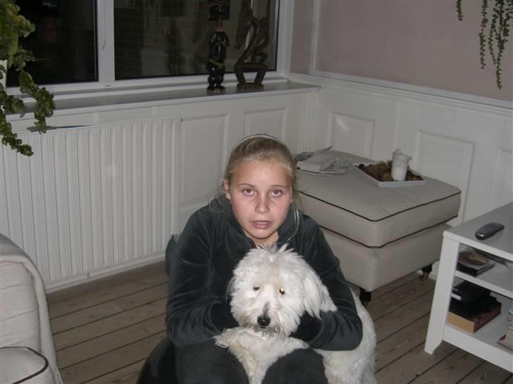 Coton de tulear Oskar - Her er min lille puttegris og mig. Det er vist ved at være tid til en klipning. billede 19