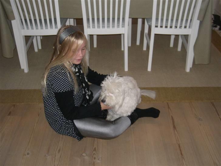 Coton de tulear Oskar - Jamen er han ikke nuser. En dejlig lille uldtot. billede 20