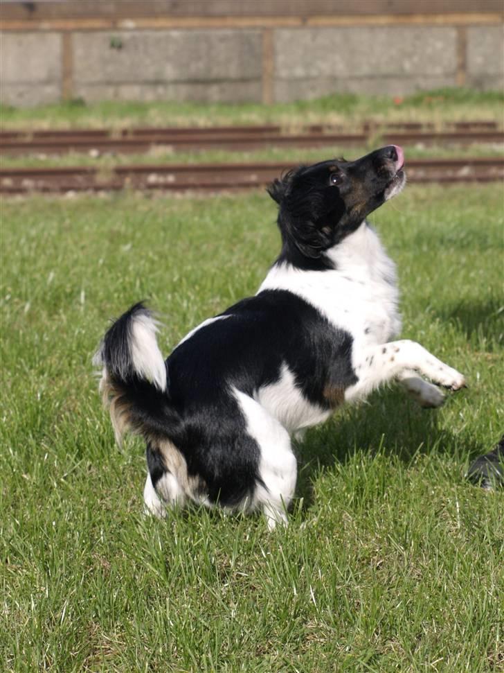 Blanding af racer Mathilde - Giv mig den godbid... billede 19