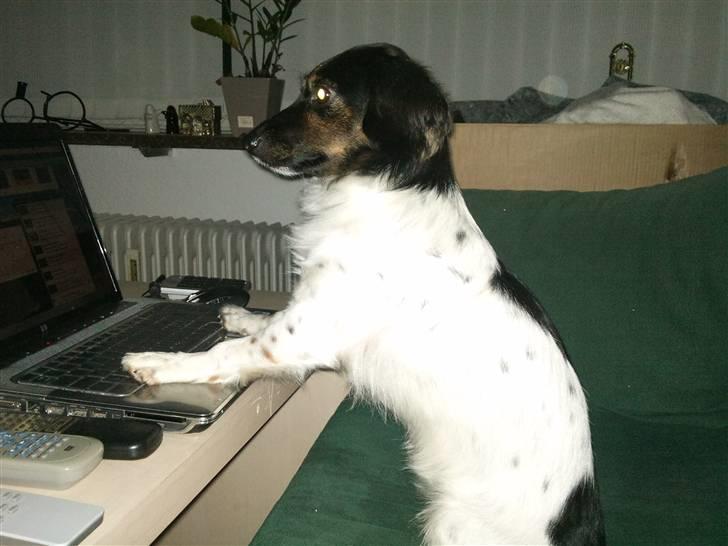 Blanding af racer Mathilde - jeg skal lig tjekke min hundegalleri:) billede 20