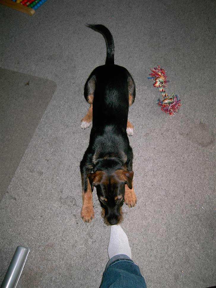 Blanding af racer King - Gi´ mig den sok.. billede 12