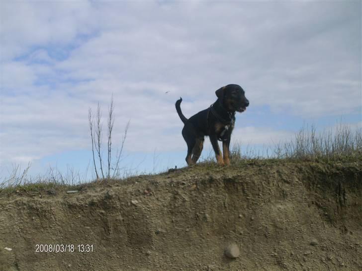 Blanding af racer King - På Langeland, en dejlig fri løbe tur ved klitterne billede 13