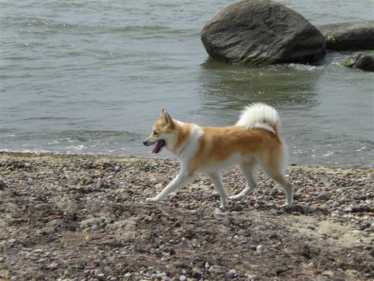 Islandsk fårehund Aiko - Strandtur Bornholm billede 2
