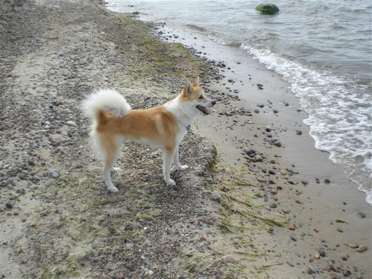 Islandsk fårehund Aiko billede 3