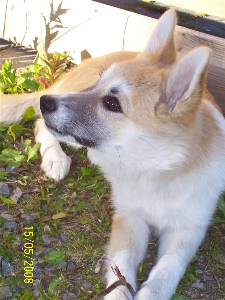 Islandsk fårehund Aiko billede 4