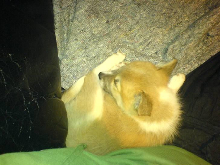 Islandsk fårehund Aiko billede 5