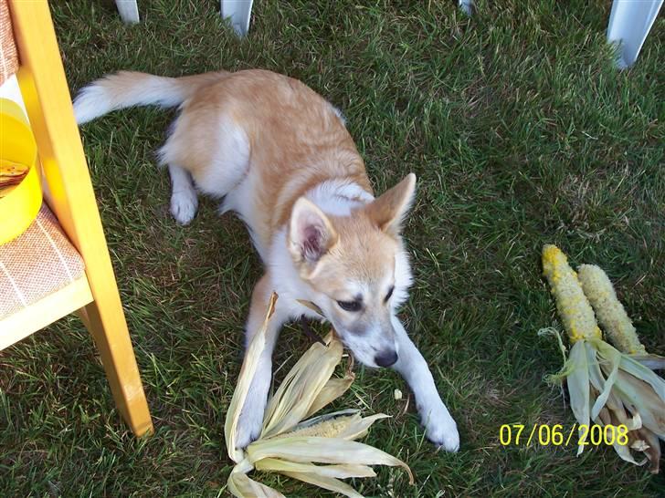 Islandsk fårehund Aiko - så skal der spises! Aiko elsker majs! billede 7