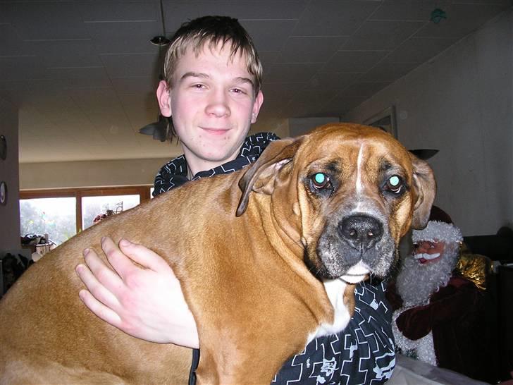 Blanding af racer Janet - Stadig en skødehund billede 8