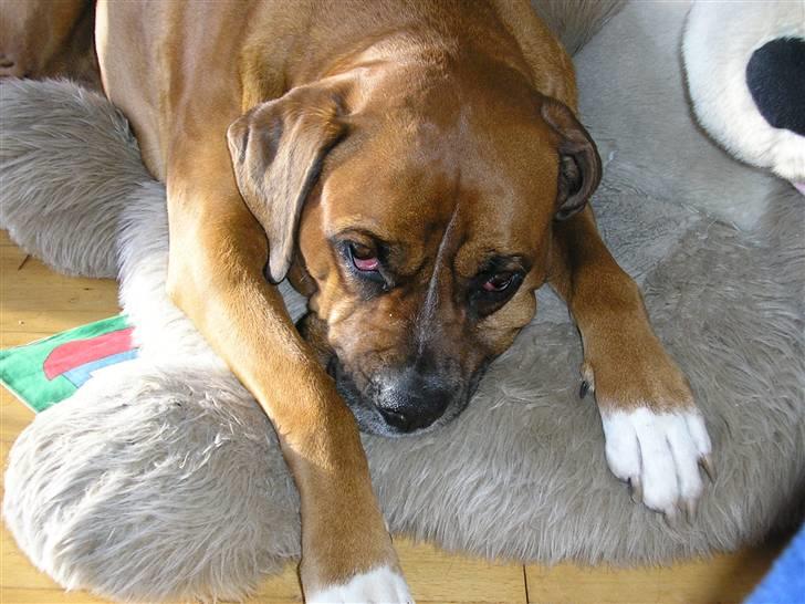 Blanding af racer Janet - Jeg gider altså ikke lege mere nu. billede 9