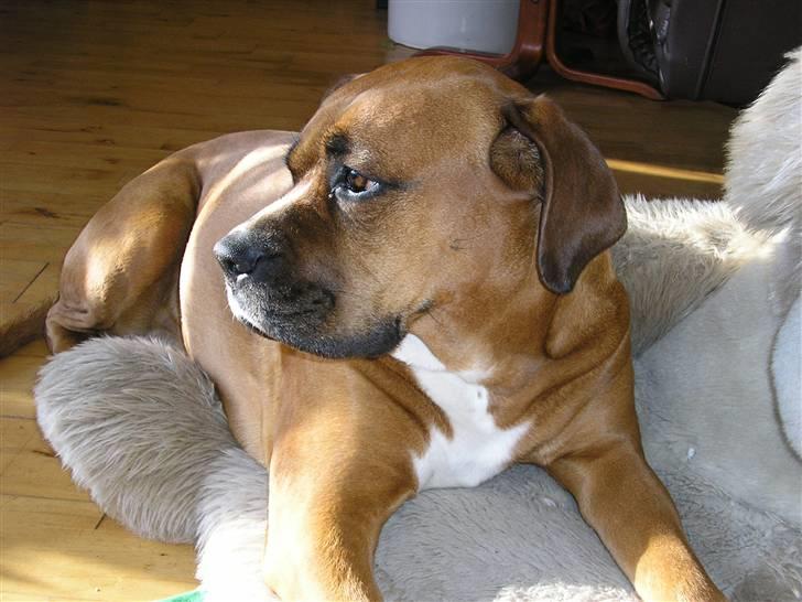 Blanding af racer Janet - Hov hvad sker der der????? billede 10