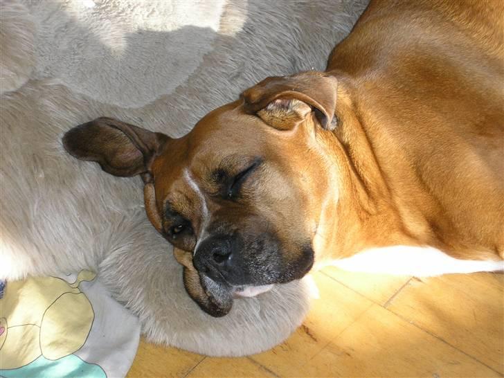 Blanding af racer Janet - ÅÅÅÅÅ det dejligt at ligge og tage en slapper. billede 11