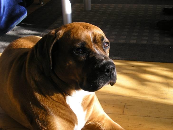 Blanding af racer Janet billede 12