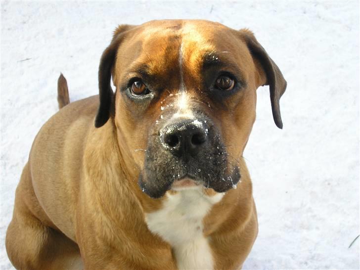 Blanding af racer Janet - Haløjsa. billede 13